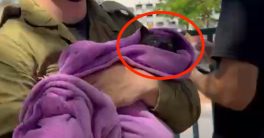 "Shocking Media Fail: Baby Rescue Turns Out to Be Just a Cat!"  cat rescue stories, media misinformation, animal news headlines