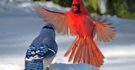Blue Jay vs. Cardinal: Feathers Fly in Shocking Bird Showdown!  bird behavior in North America, territorial disputes among songbirds, blue jay vs cardinal interactions