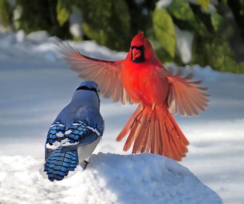 Blue Jay vs. Cardinal: Feathers Fly in Shocking Bird Showdown! bird behavior in North America, territorial disputes among songbirds, blue jay vs cardinal interactions