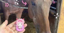 Haru Urara Lives Happily in Chiba: Visits Require Strict Rules!  Haru Urara farm visits, Chiba Japan horse sanctuary, meet Haru Urara reservations