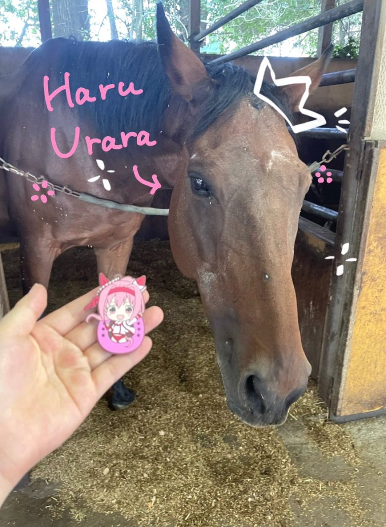 Haru Urara Lives Happily in Chiba: Visits Require Strict Rules! Haru Urara farm visits, Chiba Japan horse sanctuary, meet Haru Urara reservations