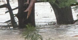 "Miracle Survival: Girl Discovered Alive Amidst Texas Flood Chaos!"  Texas flood rescue, missing girl recovery, Hill Country emergency response