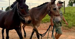 Mountain Mules Storm Texas: Heroes or Just a PR Stunt?  disaster relief animals, mountain rescue teams, humanitarian aid efforts